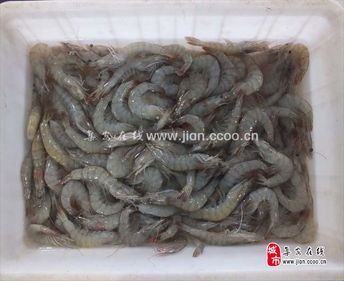 品江鮮，選集安——天天活海鮮與鴨綠江特產淡水魚批發及農副產品銷售指南